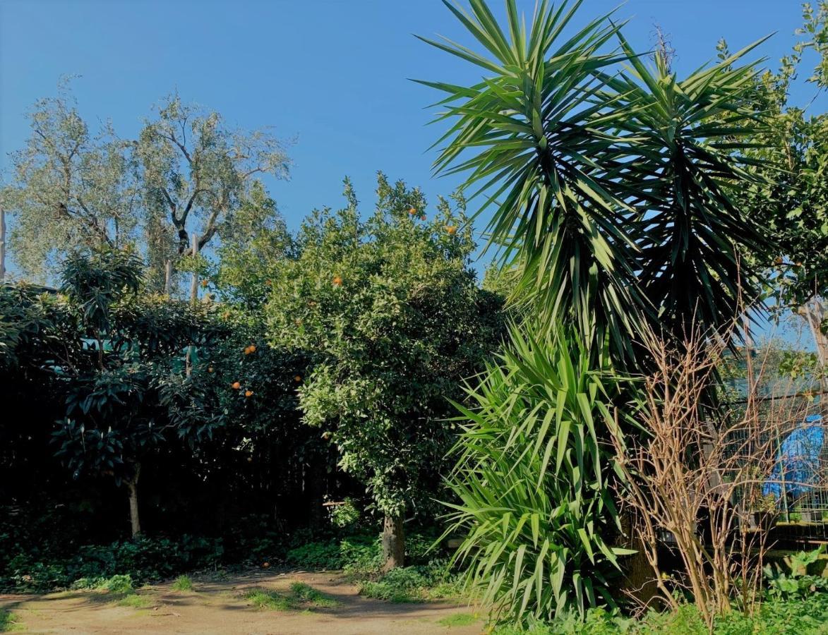 Itaca B&B Piano di Sorrento Bagian luar foto