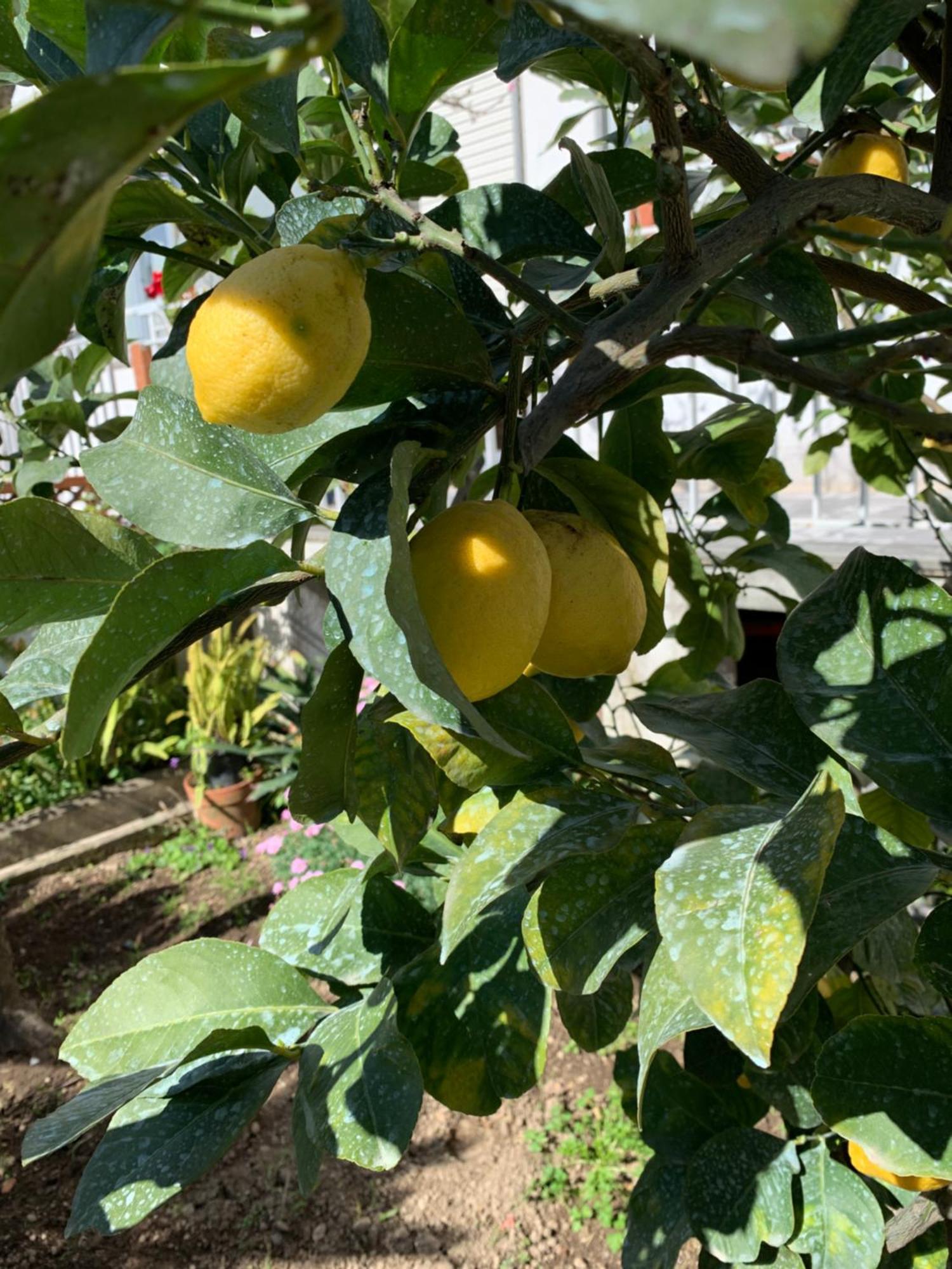 Itaca B&B Piano di Sorrento Bagian luar foto
